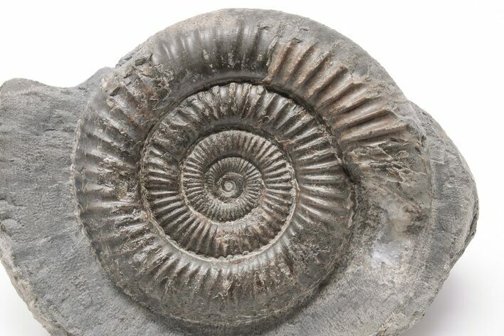 Ammonite (Dactylioceras) Fossil - England #199439
